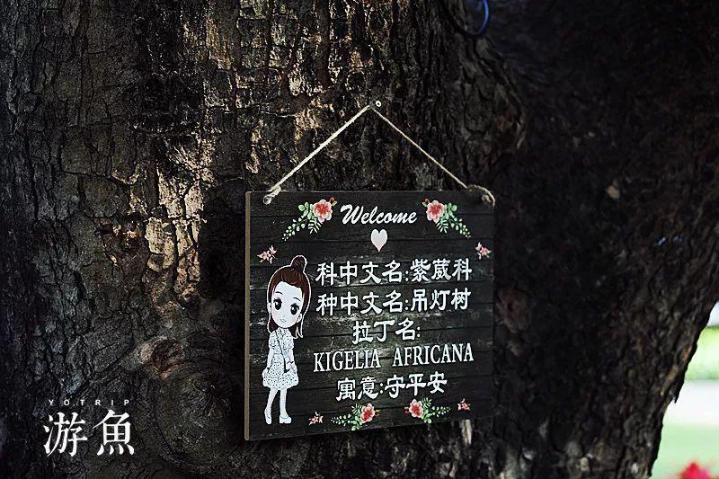 救援白虎